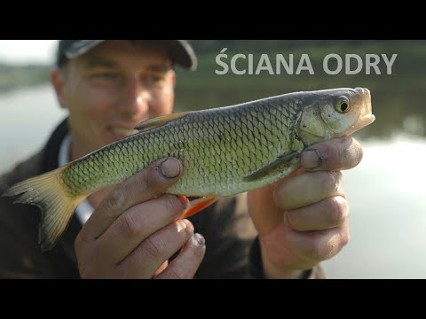 ODRA WALL - FEEDER IN MEGA PULL MISSION No. 2