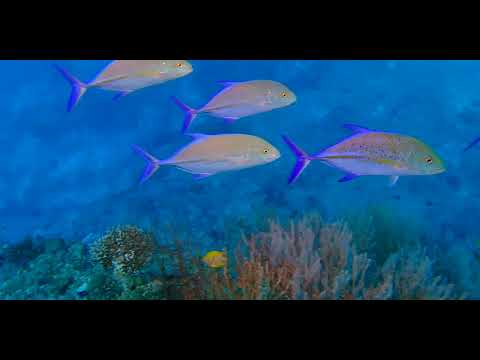 Fiji – Beautiful Walls, Soft Corals and Critters 7A - scuba diving video