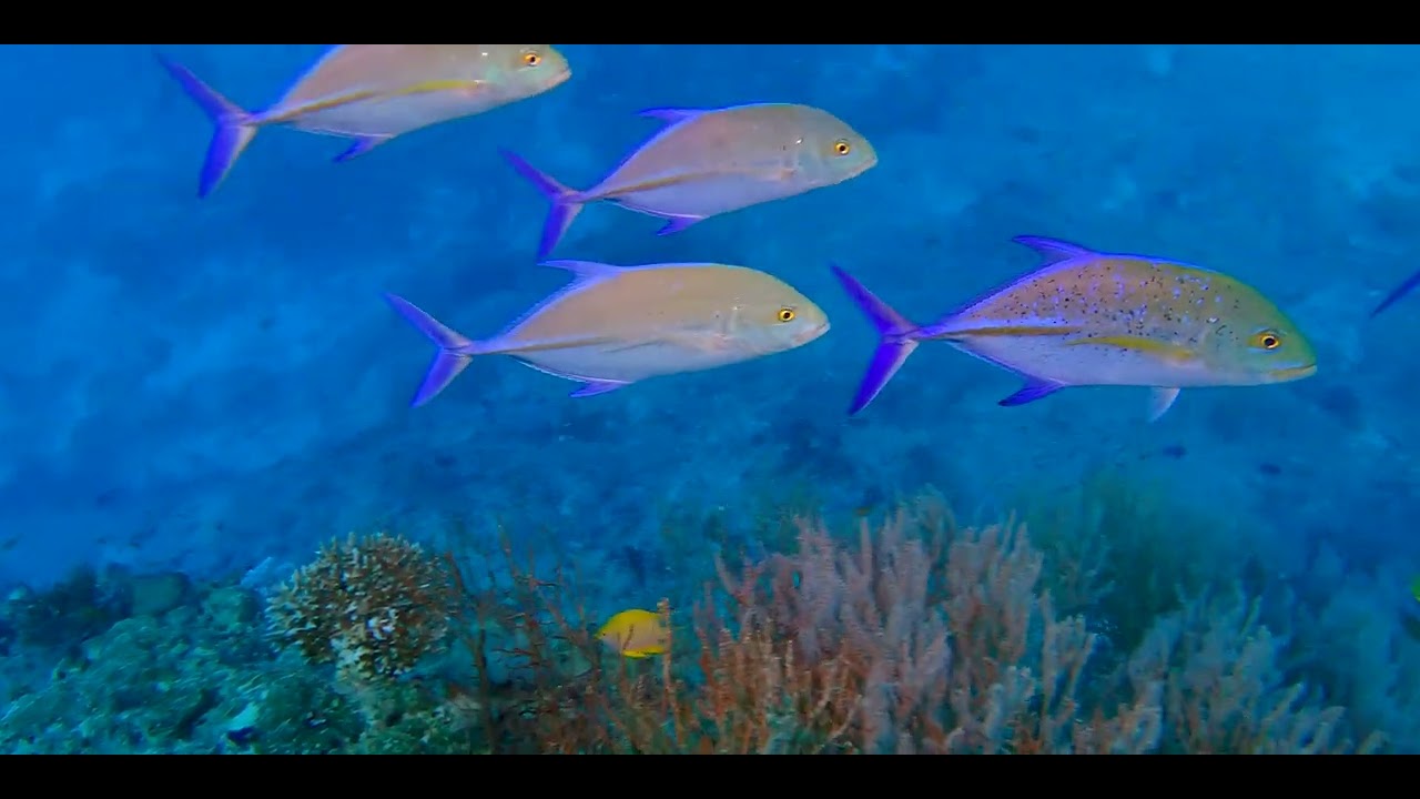 Fourth of 17 videos - Diving aboard "Naía" amongst multiple Fijian islands in pristine clear water