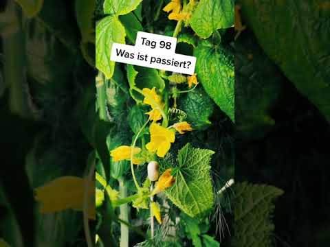 Was ist passiert? - Tag 98