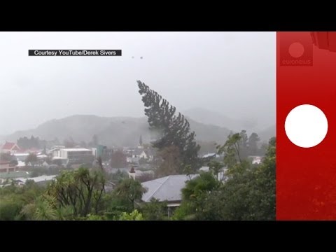 Caught on camera: Strong winds uproot giant tree in New Zealand