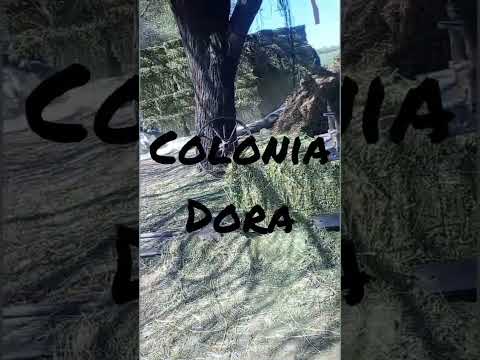 Así se preparan los fardos de alfalfa en Colonia Dora, provincia de Santiago del Estero, Argentina.