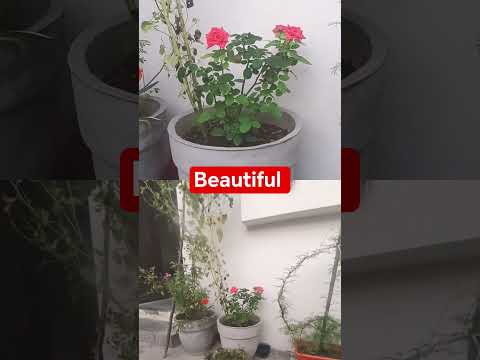 mujhe bahut achcha lagta hai #garden #flowers #like #ihaveitsthingwithplant #viralvideo #greenplants