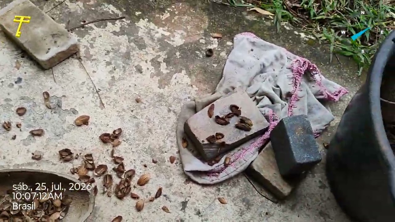 Como Germinar o Fruto do Licuri