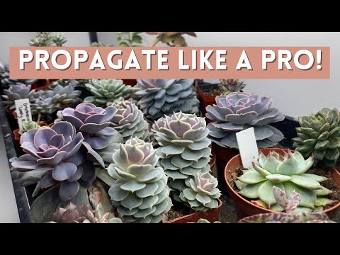 Propagate Succulents Fast