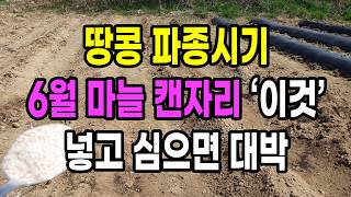 땅콩 파종시기 6월 마늘 캔자리 이것 넣고 심으면 대박