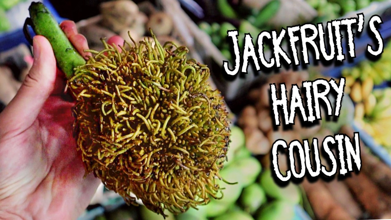Its like Jackfruit... but hairy  - PEDALAI FRUIT (Artocarpus sericicarpus)