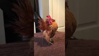 Ayam Male #4