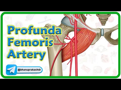 Profunda Femoris Artery Anatomy Animation : USMLE Step 1 Review