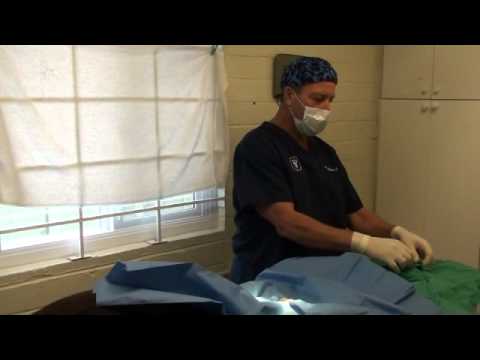 Prostatic Abscess Dogs Prostate Infection in Dogs: What Owners Should Know