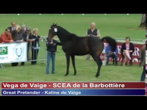 Show AQPS du Lion d'Angers 2011 - Section 3