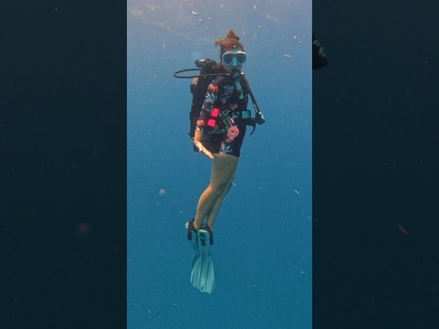 Vídeo relacionado con Camiseta Scuba Diver Octopus Dive Underwater Mysteries Sudadera