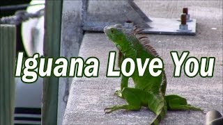 "Iguana Love You" Iguana Song
