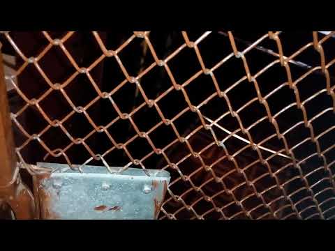 [Fast recording] 1913 Carl Flohr, the oldest active elevator in Poland, Pl. Wolności 14, Poznań