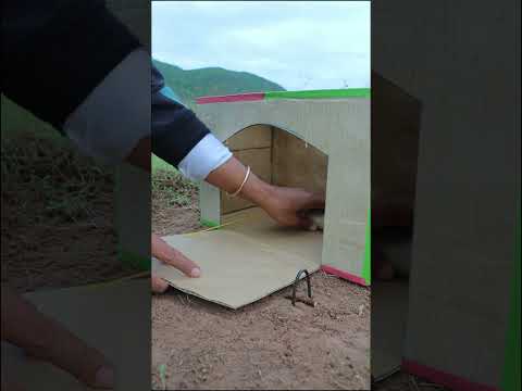 Quick Pigeon Trap Using Cardboard Box #shorts #trap