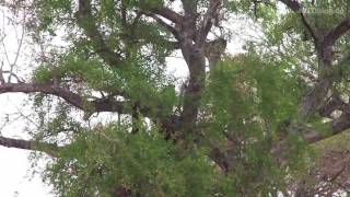 Leopard im Krüger Nationalpark / Leopards at Kruger NP