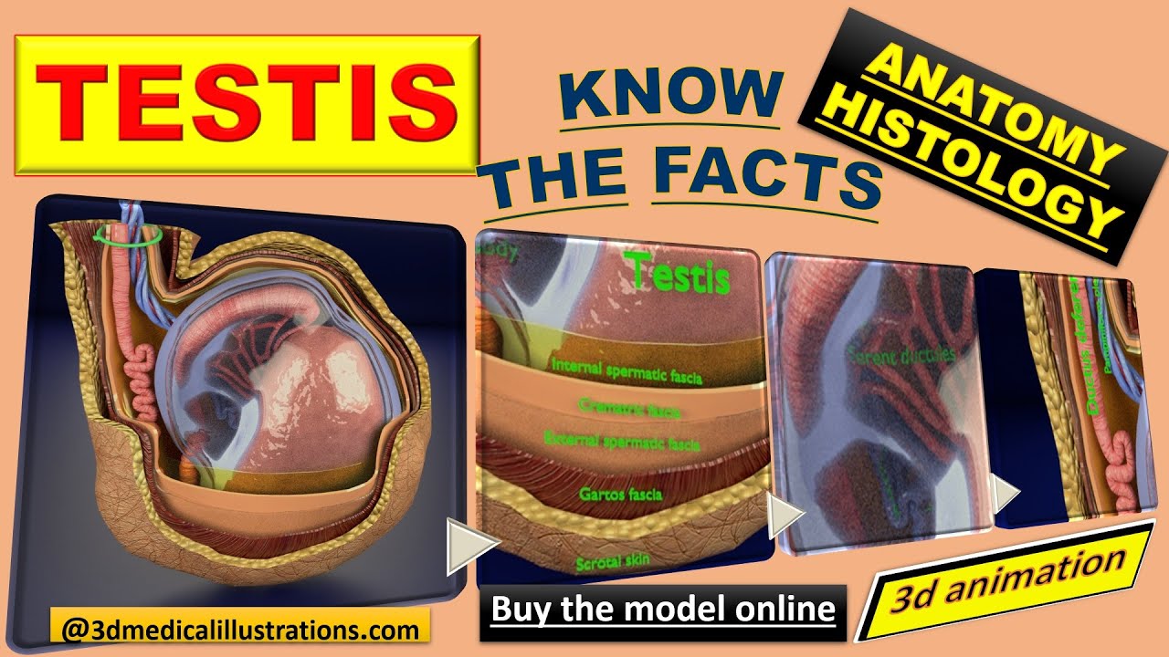 3D testis with covering layers model 3D Model