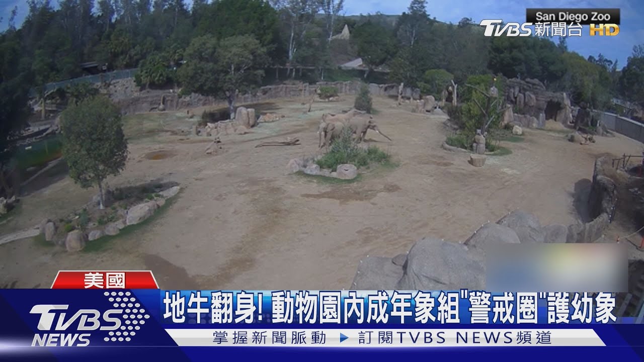 5.2地震襲美國南加州! 成年象組「警戒圈」護幼象