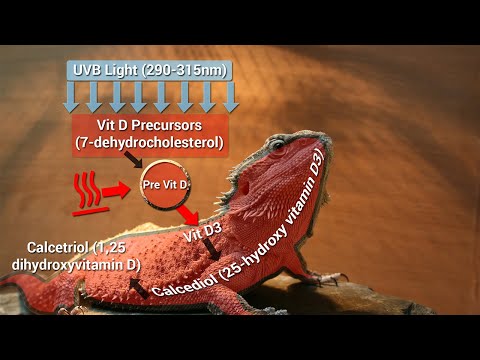 The Reptile Vitamin D3 Cycle & Why You Should Provide UVB