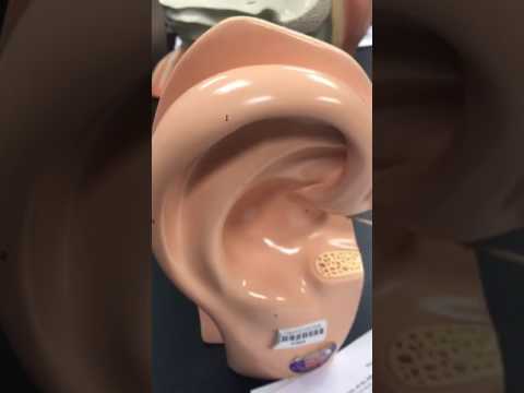 Ear Model - Valle Anatomy 32