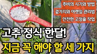 고추 정식 한달! 지금 꼭 해야 할 세 가지
