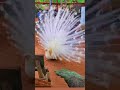 Peacock Beautiful Birds Birds Nature Reels Shorts Whatsapp Status