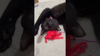 たこさん大好き🐙 #shorts #猫のいる暮らし #ねこライフ #cat #猫のいる風景  #catshorts