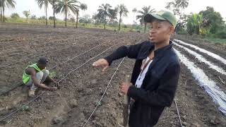 A day on our 1 Acre Tomato Farm