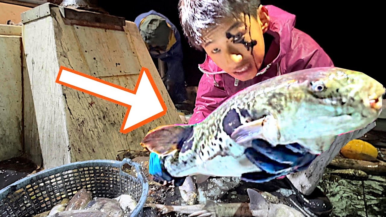 1匹10,000円。巨大な高級魚が上がってきました!!!!!!!