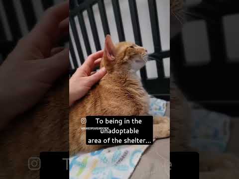 Nectar (Cocoa) Rare Female Orange Tabby Cat Has Had Very Rough Life So Far Playful & Sweet with Supplies & Videos 3 Month Supply Wet Cat Food, an adopted Domestic Short Hair & Tabby Mix in Cocoa, FL_image-1