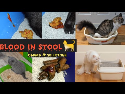 Blood in  CAT and KITTEN stool/Blood in Your kitten or cat Poop  / how to treat a cat /Dr.Hira Saeed