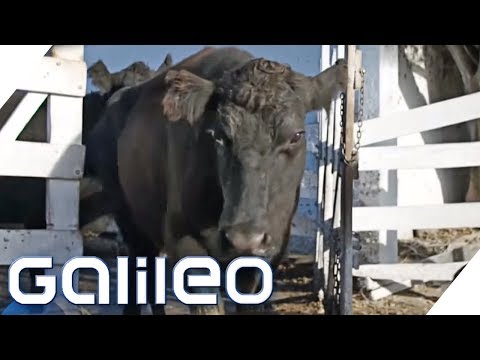 Is Argentinian steak really the best meat in the world? | Galileo | ProSieben