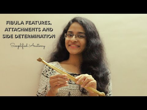 FIBULA | BONES OF LOWER LIMB | ANATOMY | SIMPLIFIED ✔