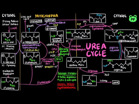 Urea Cycle | Nitrogen Metabolism 01 | Biochemistry | PP Notes | Lehninger 6E Ch. 18.1, 18.2
