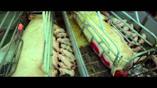 Re: [問卦] 吃狗肉有錯嗎?