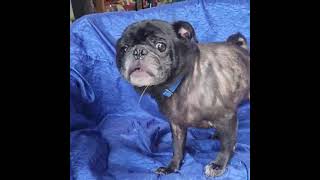 Video preview image #1 Pug Puppy For Sale in Cuba, NY, USA
