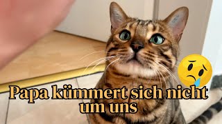 Wenn die Mutter nicht zuhause ist geht alles darunter und drüber… Katzen verhungern