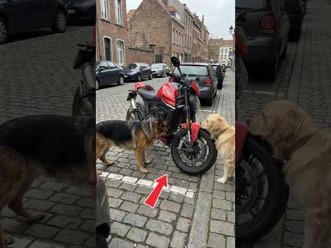 These intelligent dogs taught this young man a lesson he will never forget. #dogs