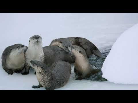 EPIC YELLOWSTONE Trailer