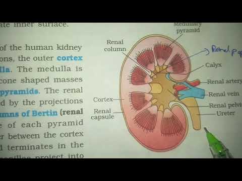 STRUCTURE OF HEART OF FROG BY PHANINDRA GUPTA