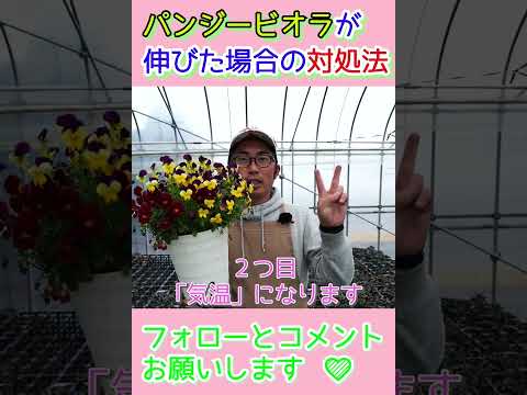 園芸 ミルキーキキョウ