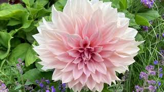 Download lagu Dahlia Flowers mp3