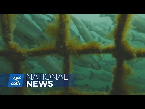 U.S., Canada put 7 year ban on all forms of salmon fishing in Yukon, Alaska | APTN News