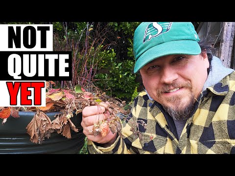 How To Grow Strawberries From Runners Tips and Tricks 2019