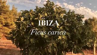 Figues du Monde - pikuen bilduma (frantsesez)