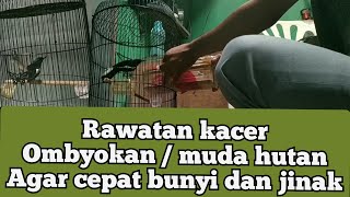 Download lagu perawatan kacer ombyokan agar cepat bunyi mp3
