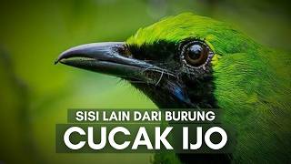 Download lagu Cucak Ijo: Burung Kicau dari Kanopi yang Mulai Sepi mp3