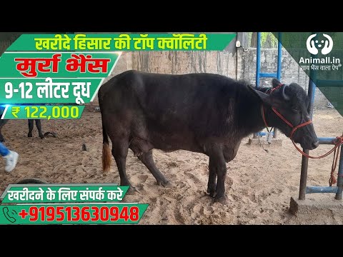 Pure black murrah buffalo