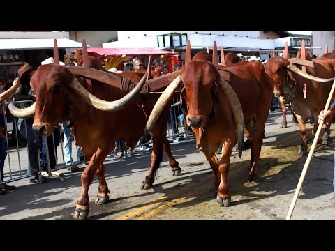 ENCONTRO DE CARREIROS EM IPUIÚNA MG 2026