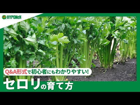 セロリの冷凍:これが一番良い方法です 植物